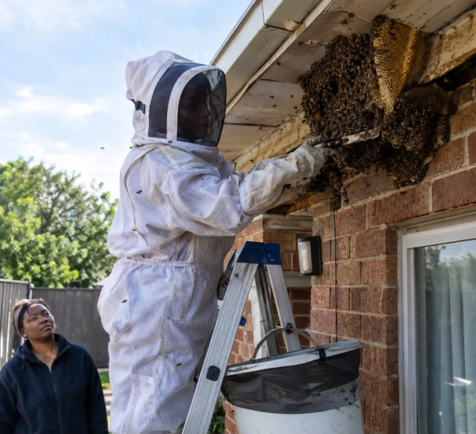 Bee Removal Services